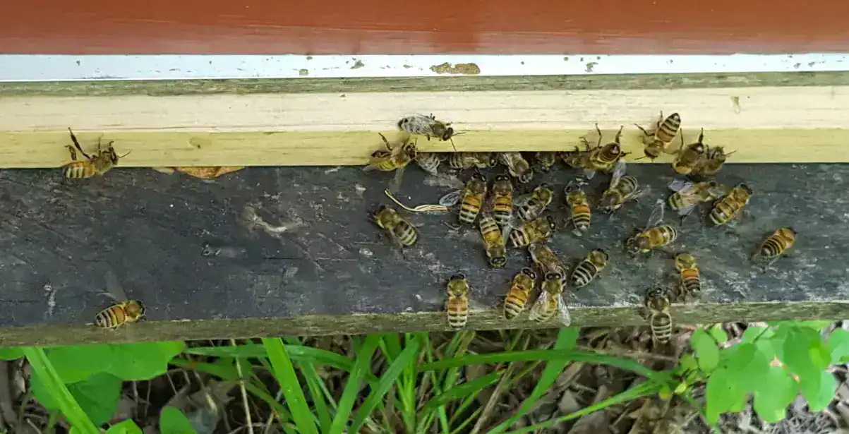Bees amassing at the entrance to the hive