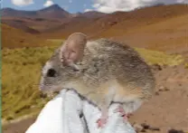 South American mouse