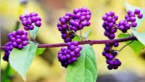 The American beautyberry.