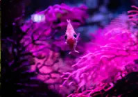 A fish swims in the Cineaqua Aquarium.