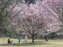 A family enjoys the cherry blossoms at the National Arboretum in Washington DC