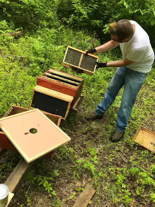 Eric installing bees
